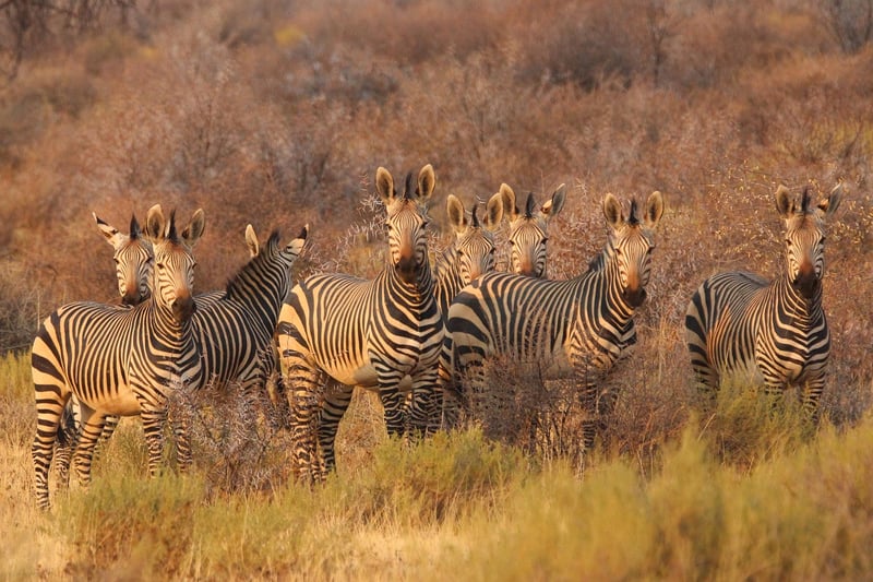 Safari Wildlife